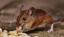 24 Hour & Emergency Exterminators in Webster, KY